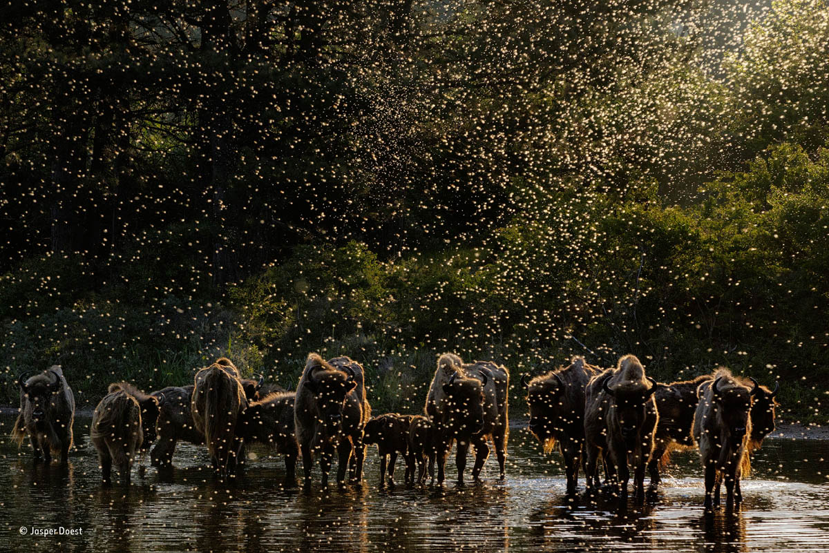 bison wildlife photography jasper doest