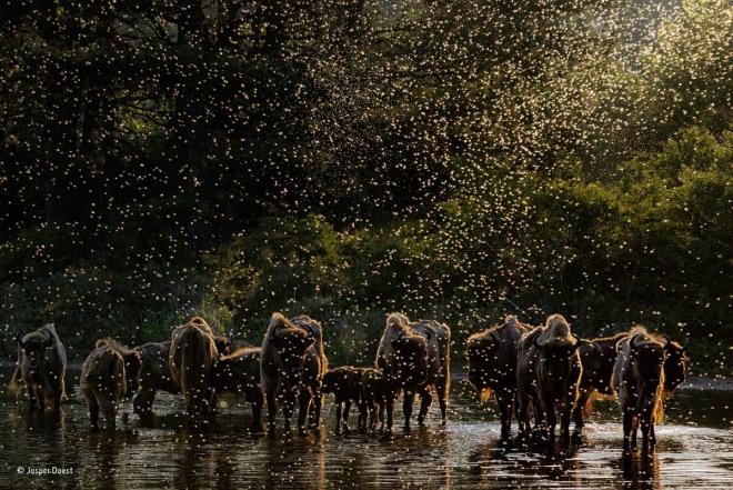 bison wildlife photography