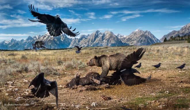 fight for food wildlife photography