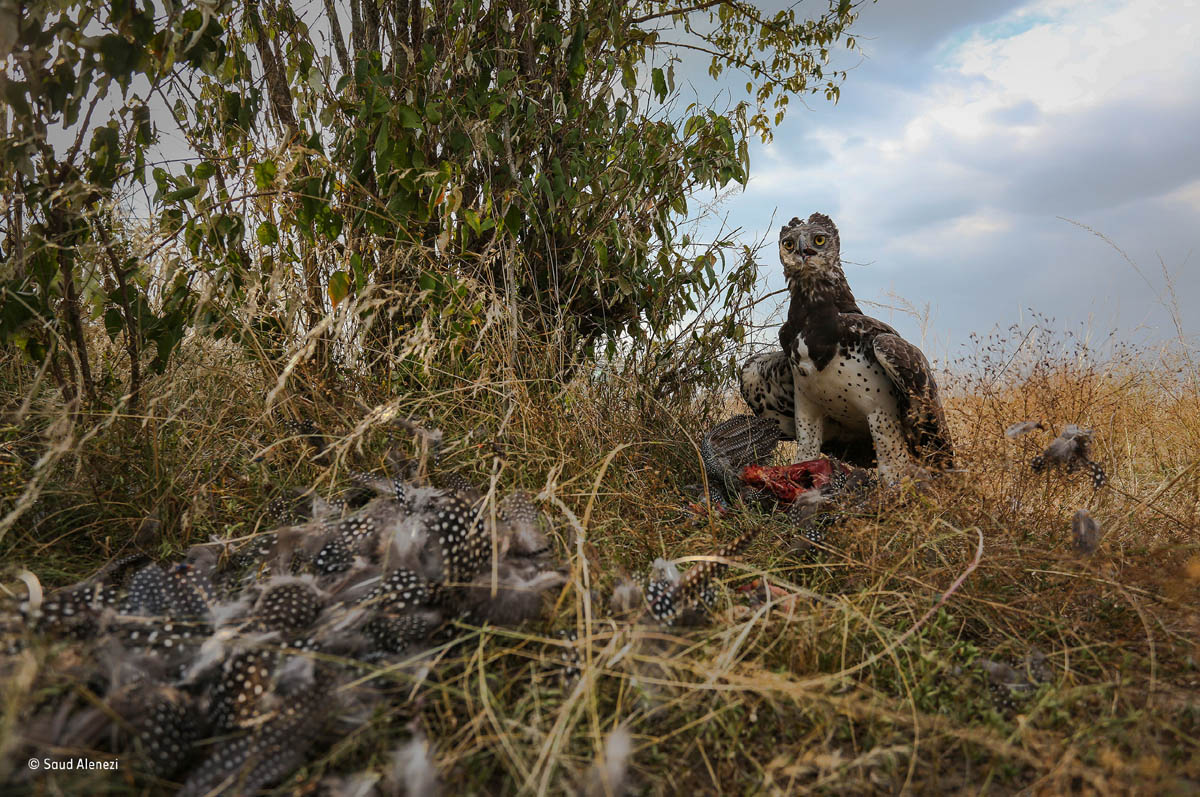eagle feast wildlife photography saud alenezi