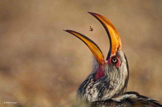 bird eating termite wildlife photography