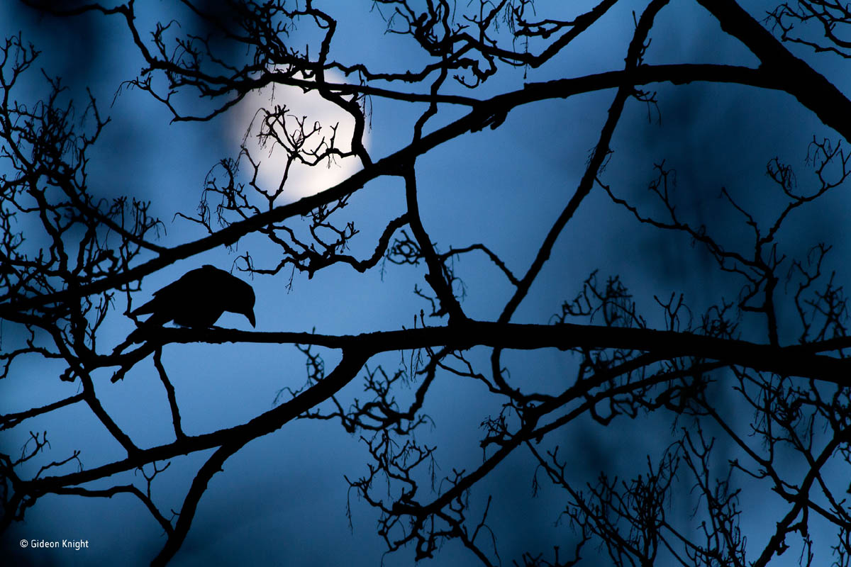 moon crow award winning wildlife photography gideon knight