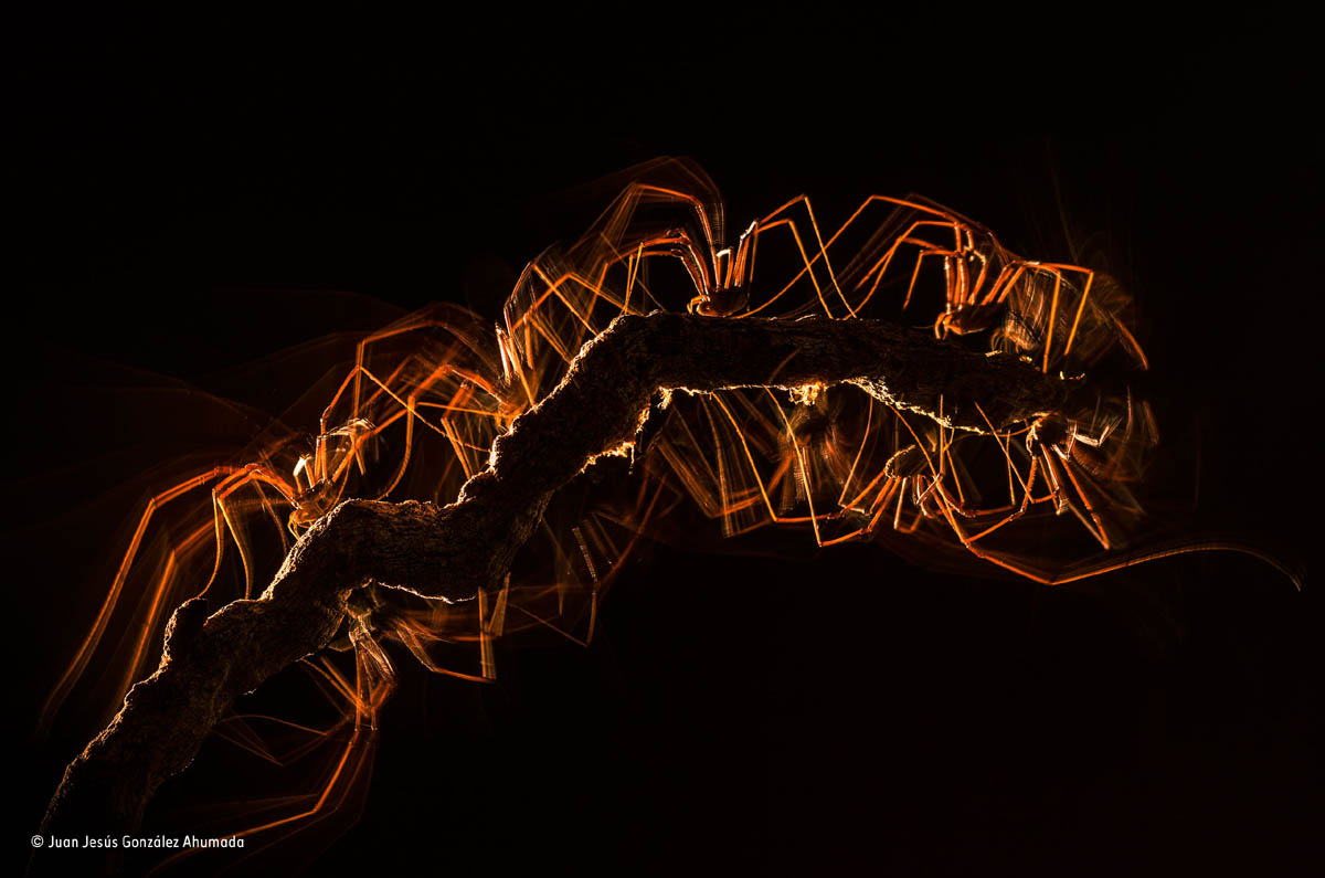 harvestman walk wildlife photography juan ahumada