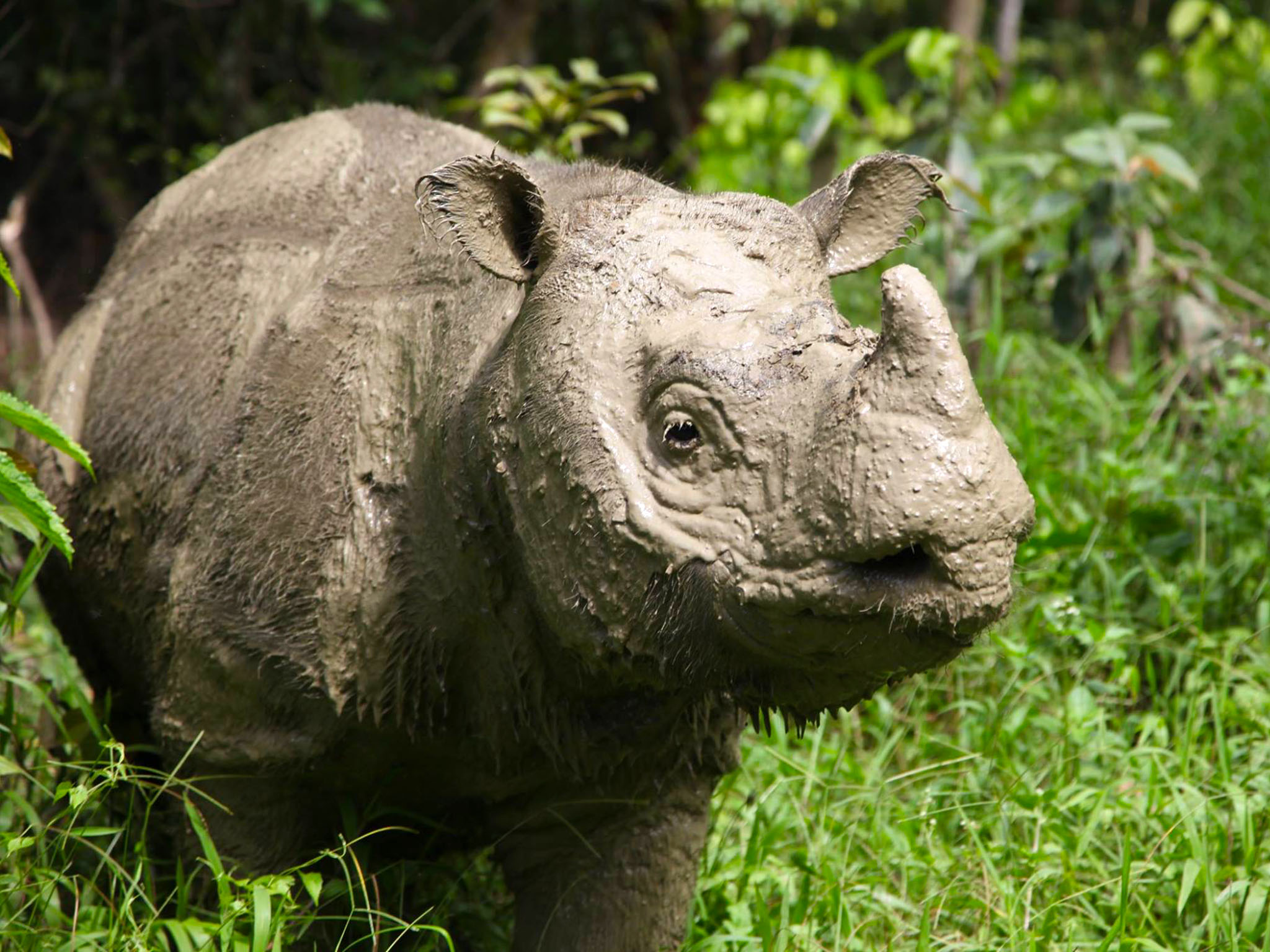 sumatran rhino photography chris annadorai