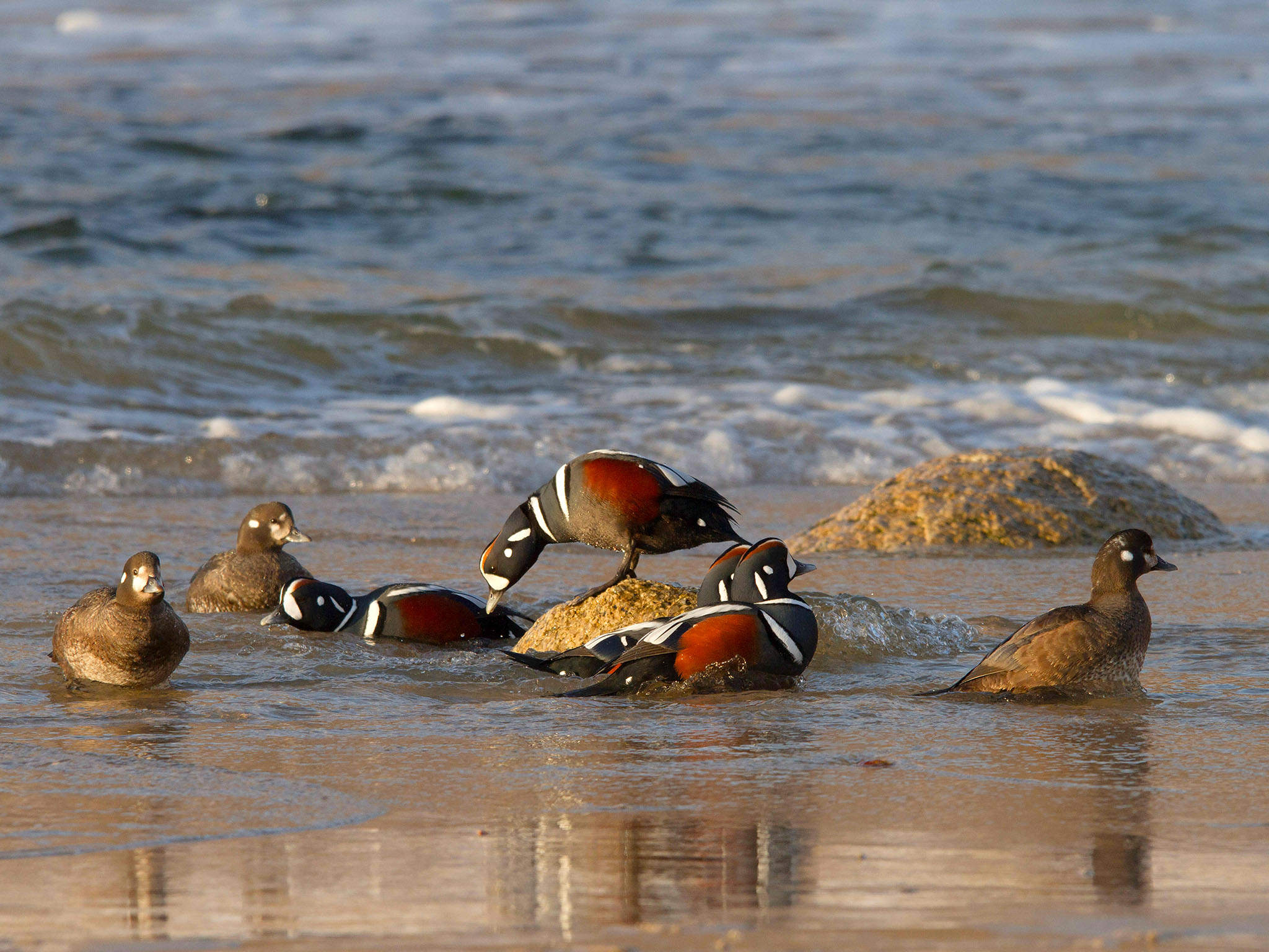 harlequin ducks photography franz hafner