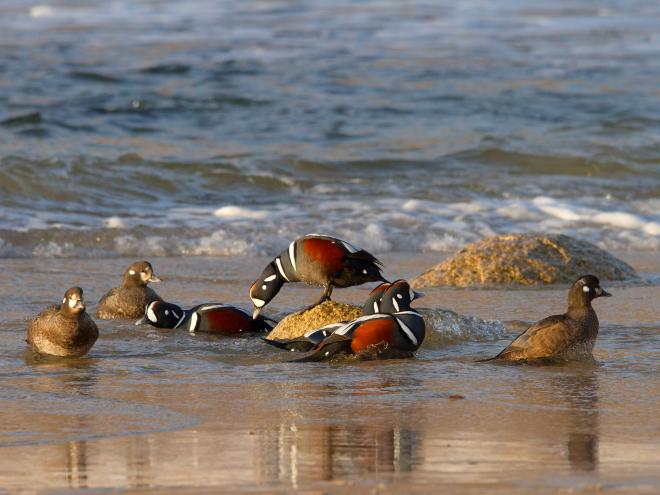harlequin ducks photography
