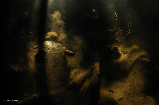pond turtle wildlife award winning photography marco colombo