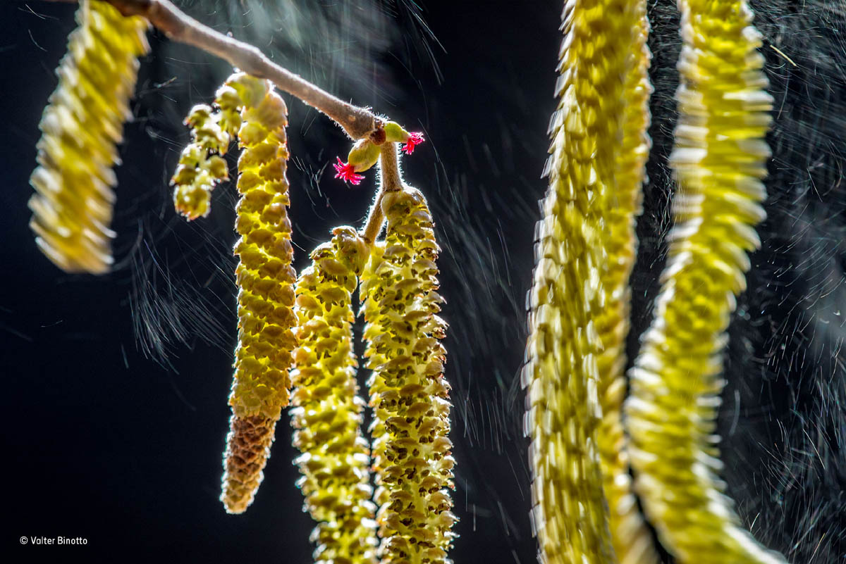 plants pollen wildlife award winning photography valter binotto