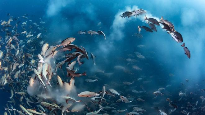 snapper party wildlife award winning photography