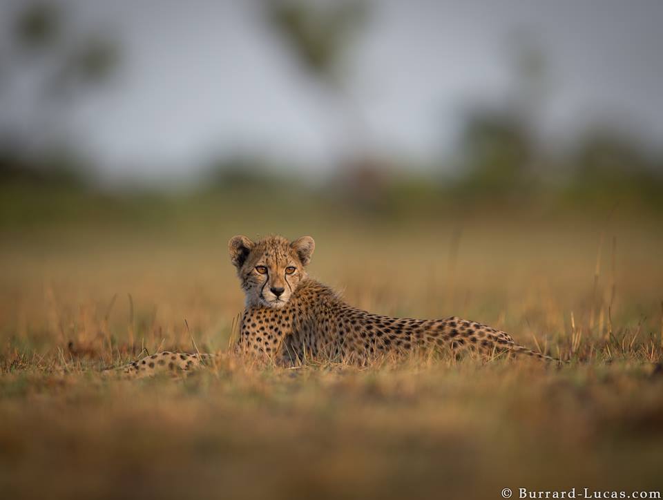 cheetah animal photography burrard lucas