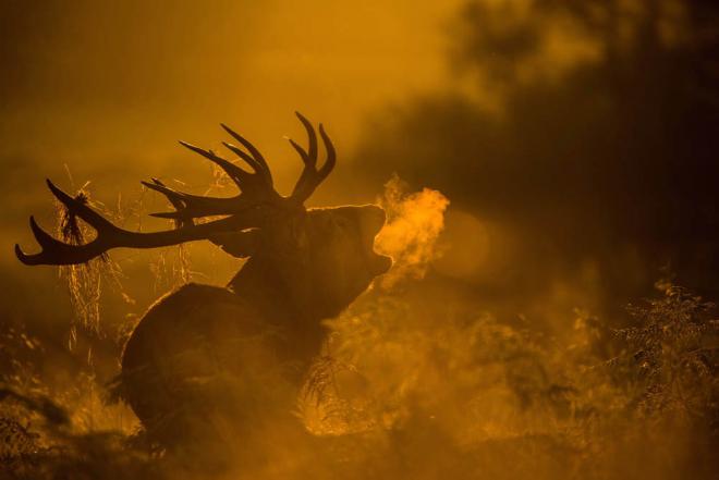 reindeer wildlife photo notindoorphotography