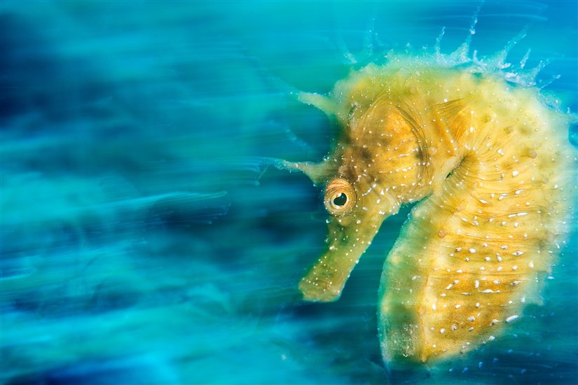 underwater photography davide lopresti