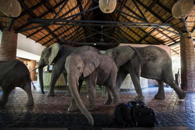 animal behaviour photo contest animal behaviour photo contest