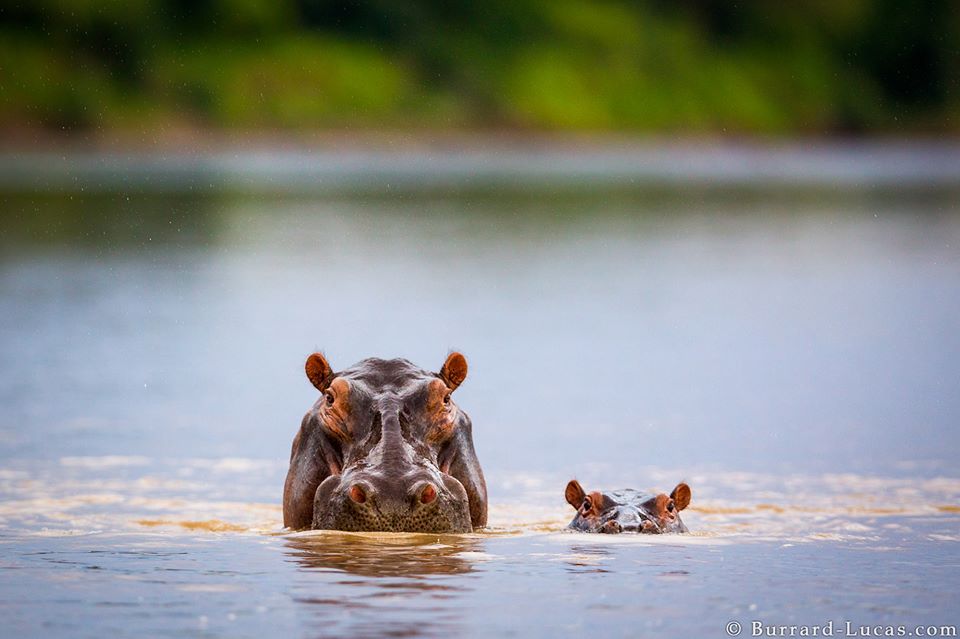 hippo animal photography burrard lucas