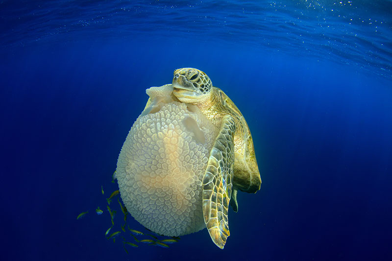 underwater photography richard carey