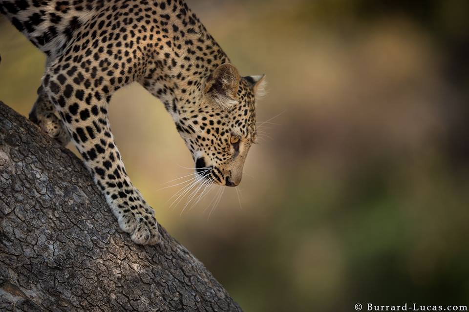 leopard animal photography burrard lucas