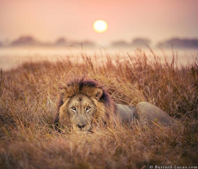 lion animal photography lion animal photography