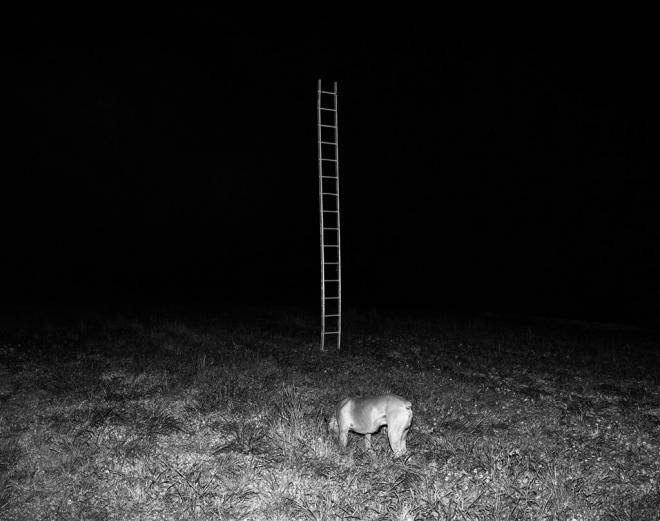 animal ladder prix voies award photography animal ladder prix voies award photography