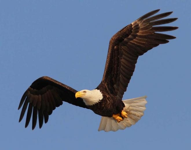 bald eagle on the beach wildlife photography