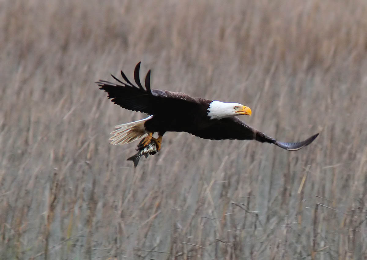 bald eagle fish wildlife photography phil lanoue