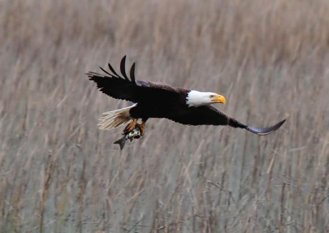 bald eagle fish wildlife photography