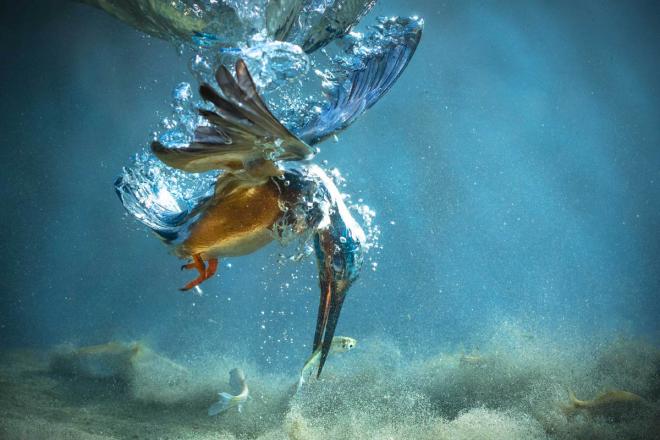 bird catch fish 1x photo awards