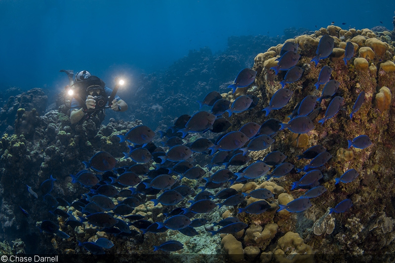 sealife underwater photography chase darnell