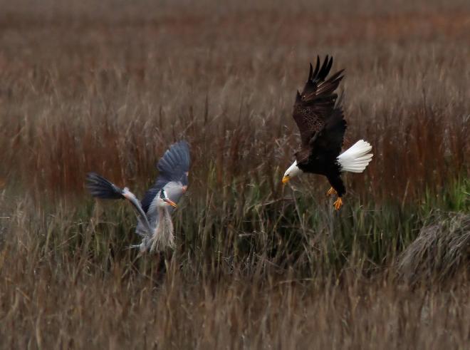 eagle heron wildlife photography