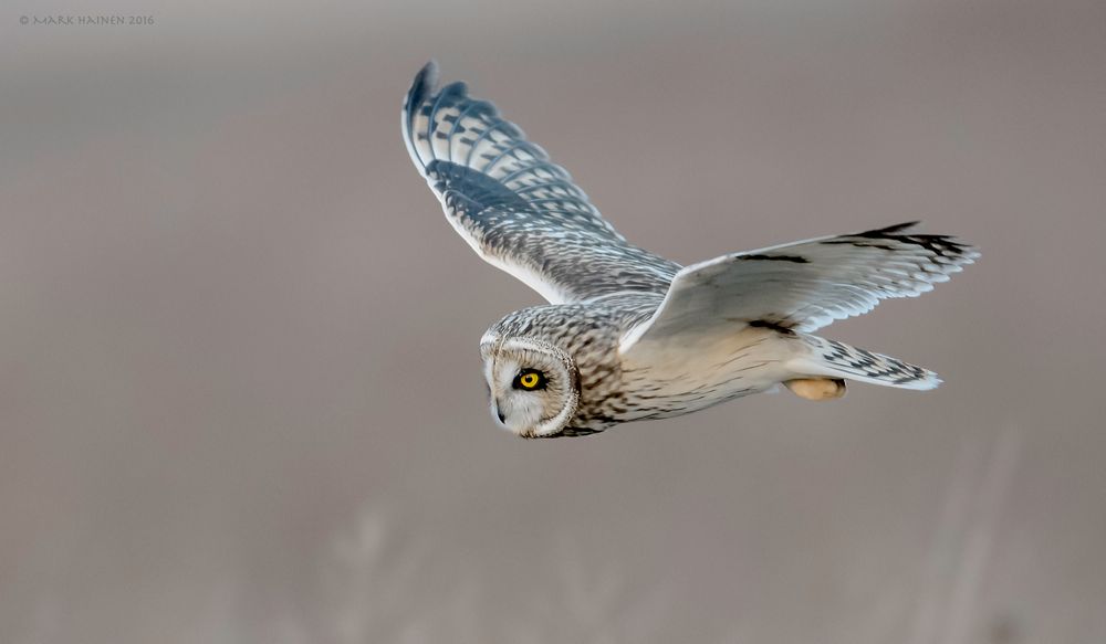 owl nikonian photography contest entry mark hainen