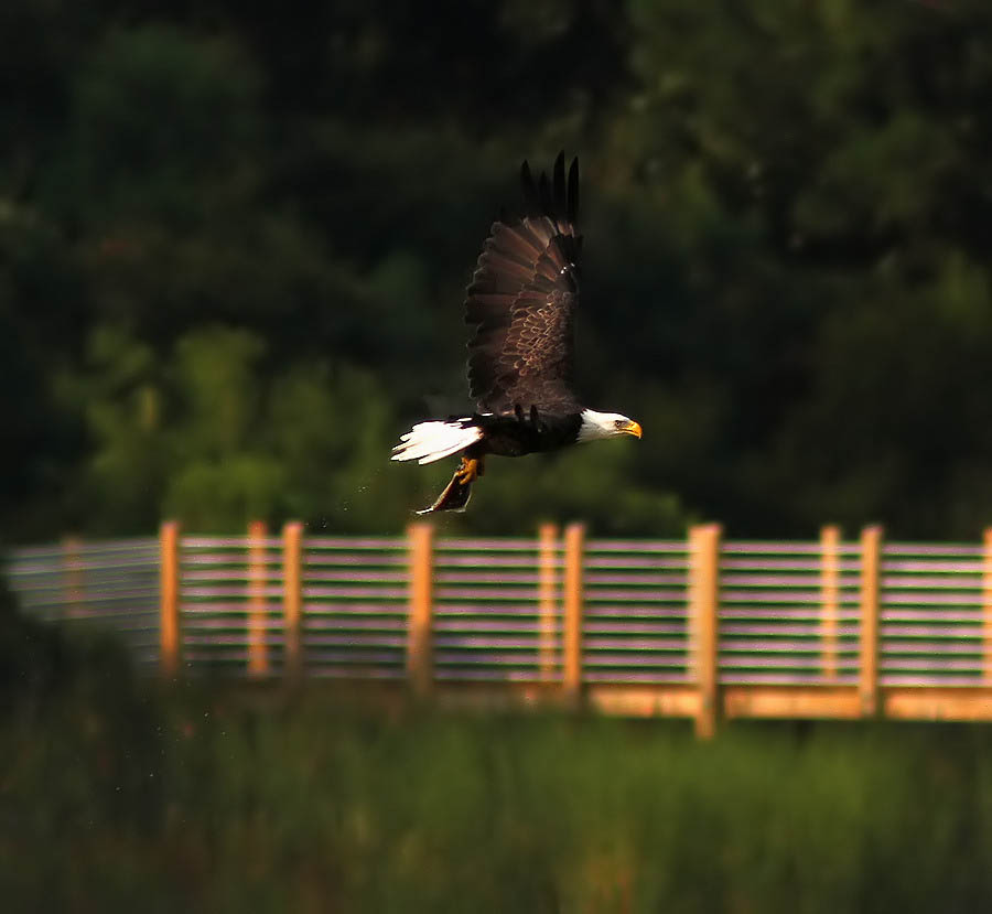 bald eagle fish wildlife photography phil lanoue