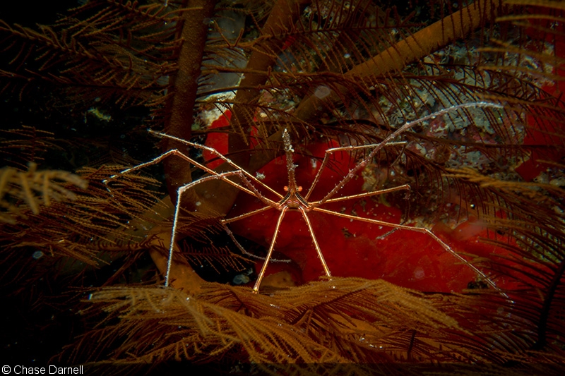 sealife underwater photography chase darnell