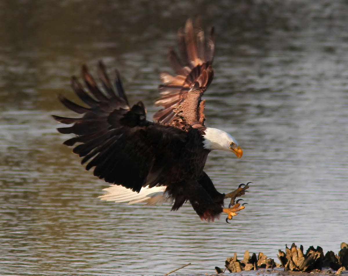 bald eagle beach wildlife photography phil lanoue