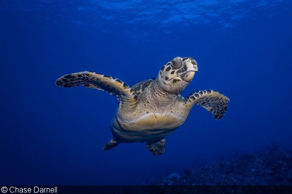 sealife underwater photography