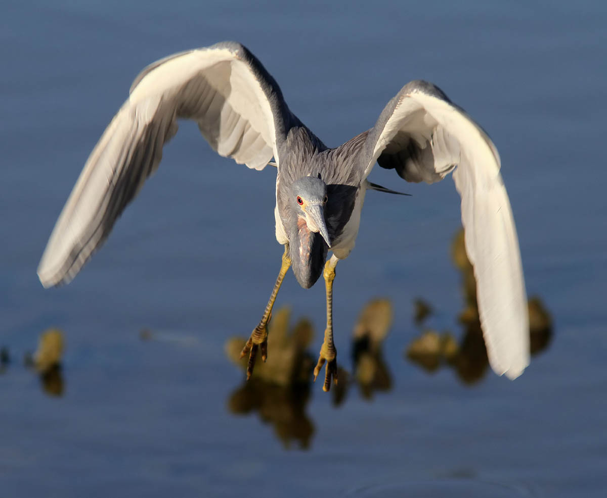 tri colored flight over marsh wildlife photography phil lanoue