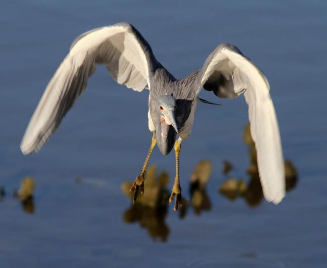 tri colored flight over marsh wildlife photography
