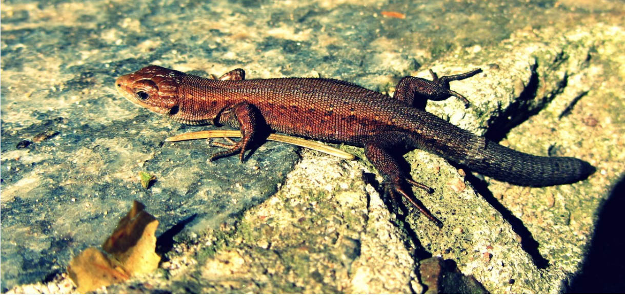 wildlife photography raflal