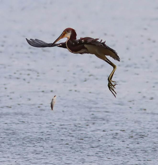 tri colored flight over marsh wildlife photography
