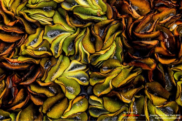 award winning image