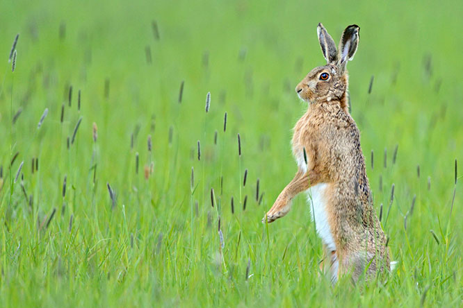 award winning image_0