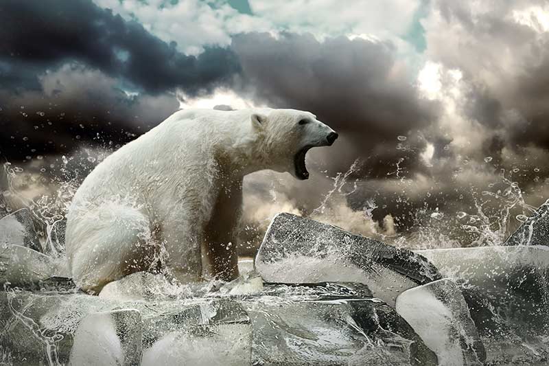 wildlife travel photography competition proify