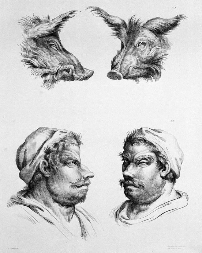 pig physiognomy humans evolution charles le brun