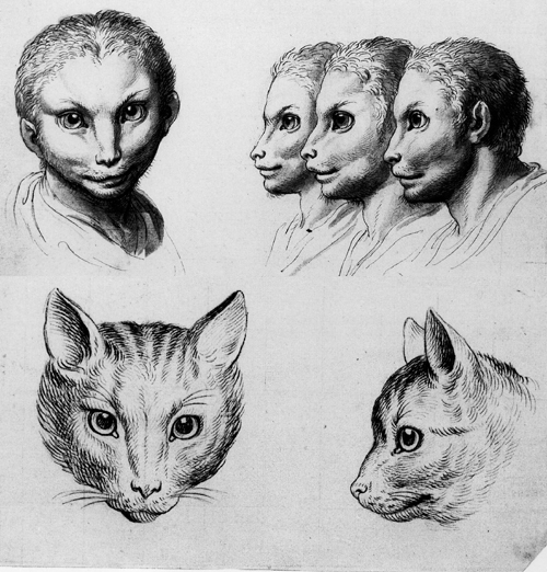 cat physiognomy humans evolution charles le brun