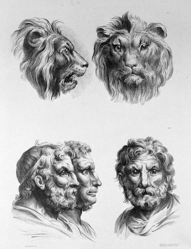 lion physiognomy humans evolution charles le brun