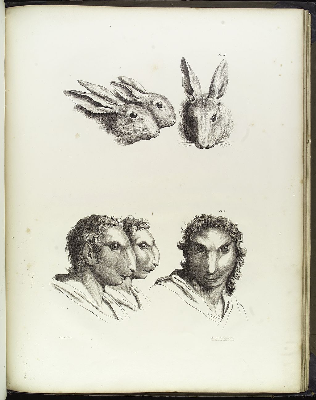 rabbit physiognomy humans evolution charles le brun
