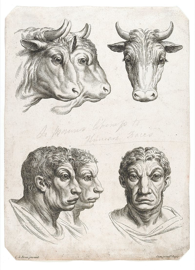 cow physiognomy humans evolution charles le brun