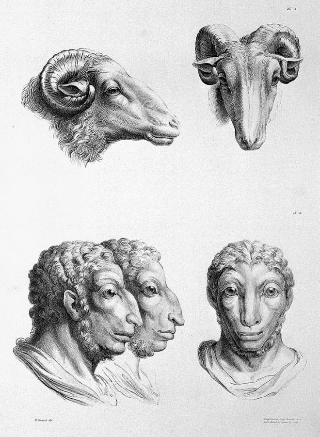 ram physiognomy humans evolution charles le brun