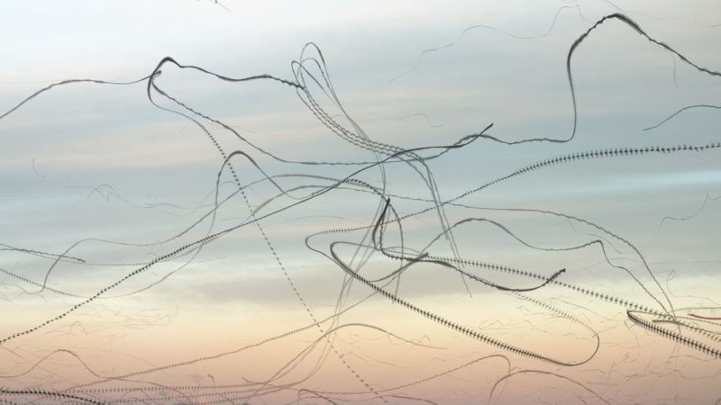 bird photography news