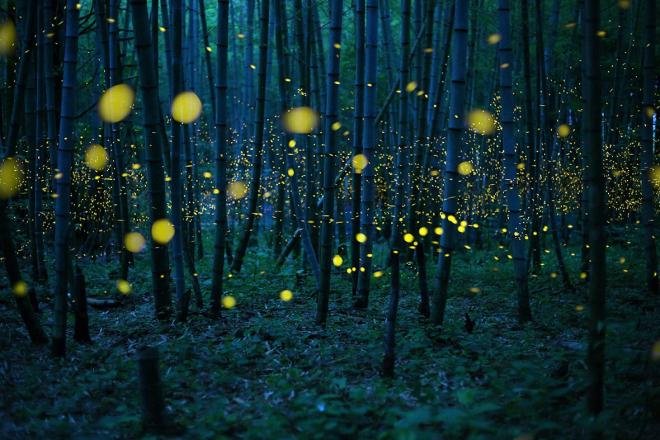 best sony photography awards