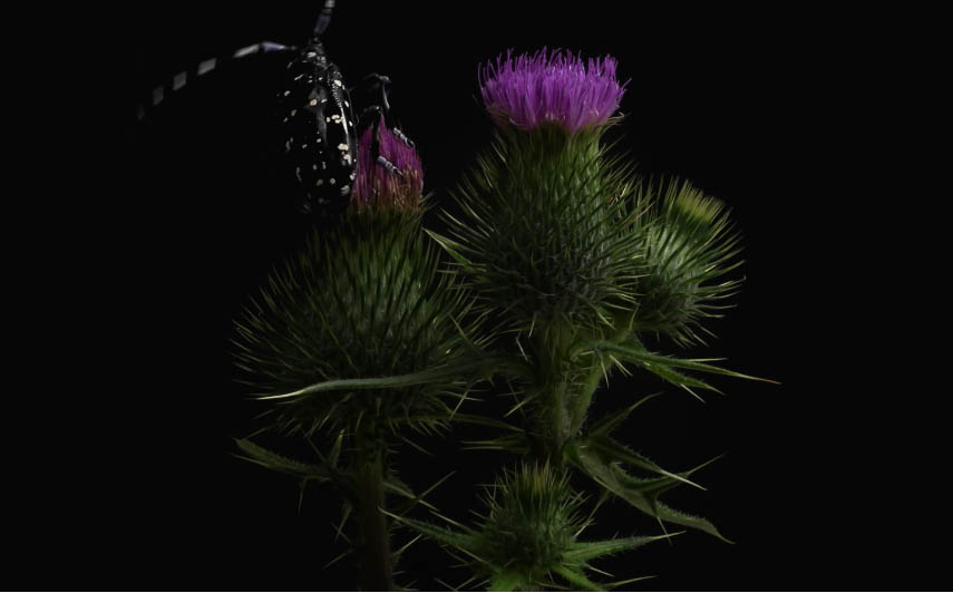 flower blooming yoshiyuki katayama