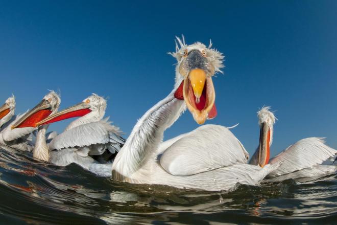 best bird photography
